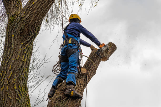 Best Tree Health Inspection  in London, KY